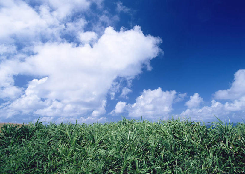 无人,农田,横图,室外,白天,正面,旅游,度假,庄稼,农作物,草地,草坪,岛屿,美景,植物,叶子,日本,亚洲,阴影,光线,影子,岛,景观,云,云朵,绿叶,云彩,娱乐,冲绳,草,蓝色,绿色,白云,蓝天,天空,阳光,自然,天,享受,休闲,嫩叶,景色,放松,晴朗,冲绳县,自然风光,东亚,琉球群岛,日本国,九州地方,八重山群岛,叶,叶片,列岛,群岛,诸岛,晴空,彩图,耕地,庄稼田,八重山郡