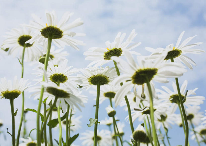 无人,横图,室外,特写,白天,仰视,花海,花圃,美景,植物,叶子,许多,阴影,盛开,光线,影子,景观,云,云朵,花蕾,云彩,花,花瓣,花朵,花卉,鲜花,蓝色,绿色,白色,白云,蓝天,天空,阳光,自然,花丛,花束,花田,天,花苞,花蕊,菊花,景色,晴朗,自然风光,大滨菊,西洋滨菊,滨菊,晴空,彩图,低角度拍摄