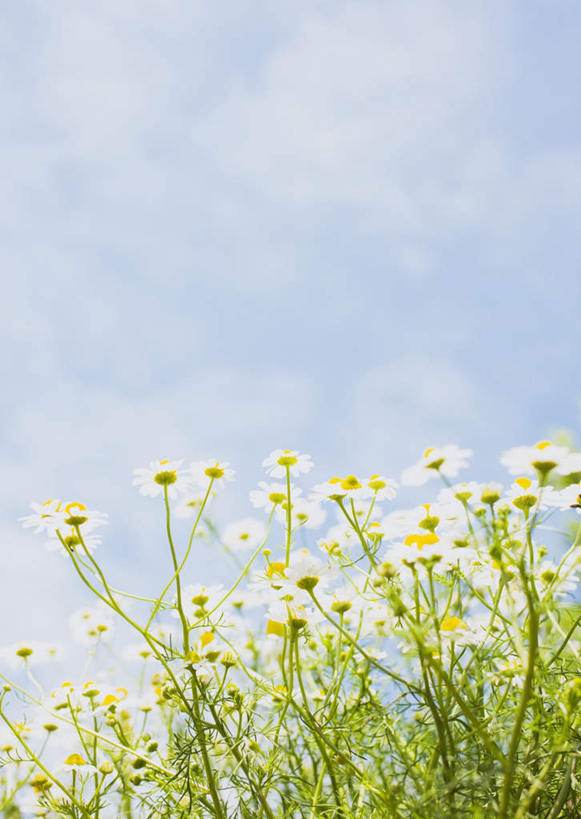 无人,竖图,室外,特写,白天,仰视,花海,花圃,美景,植物,叶子,阴影,盛开,光线,影子,景观,云,云朵,花蕾,云彩,花,花瓣,花朵,花卉,鲜花,蓝色,绿色,白色,白云,蓝天,天空,阳光,自然,花丛,花束,花田,天,花苞,花蕊,景色,甘菊,晴朗,自然风光,杭菊花,高尚,黄石,杭白菊,晴空,彩图,低角度拍摄