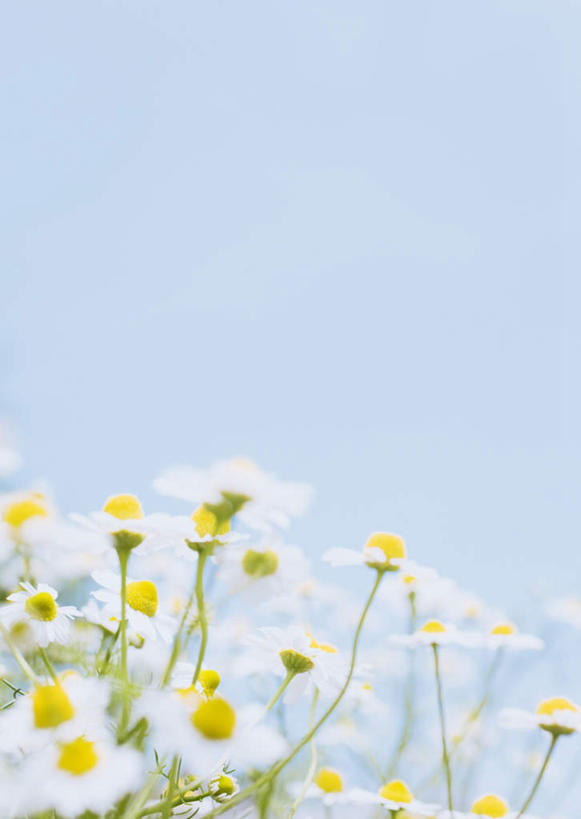 无人,竖图,室外,特写,白天,仰视,花海,花圃,美景,植物,叶子,阴影,朦胧,模糊,盛开,光线,影子,景观,花蕾,花,花瓣,花朵,花卉,鲜花,蓝色,绿色,白色,蓝天,天空,阳光,自然,花丛,花束,花田,天,花苞,花蕊,景色,甘菊,晴朗,自然风光,万里无云,杭菊花,高尚,黄石,杭白菊,晴空,晴空万里,彩图,低角度拍摄