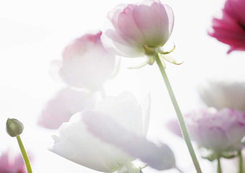 无人,横图,室外,特写,白天,仰视,热情,花海,花圃,美景,植物,叶子,许多,阴影,朦胧,模糊,盛开,光线,影子,景观,毛茛,草药,药草,花蕾,中药,花,花瓣,花朵,花卉,鲜花,粉色,蓝色,绿色,白色,蓝天,天空,阳光,自然,花丛,花束,花田,天,花苞,花蕊,太阳花,景色,晴朗,自然风光,药材,中草药,中药材,本草,万里无云,老虎脚爪草,鱼疔草,牻牛儿苗,晴空,晴空万里,彩图,低角度拍摄