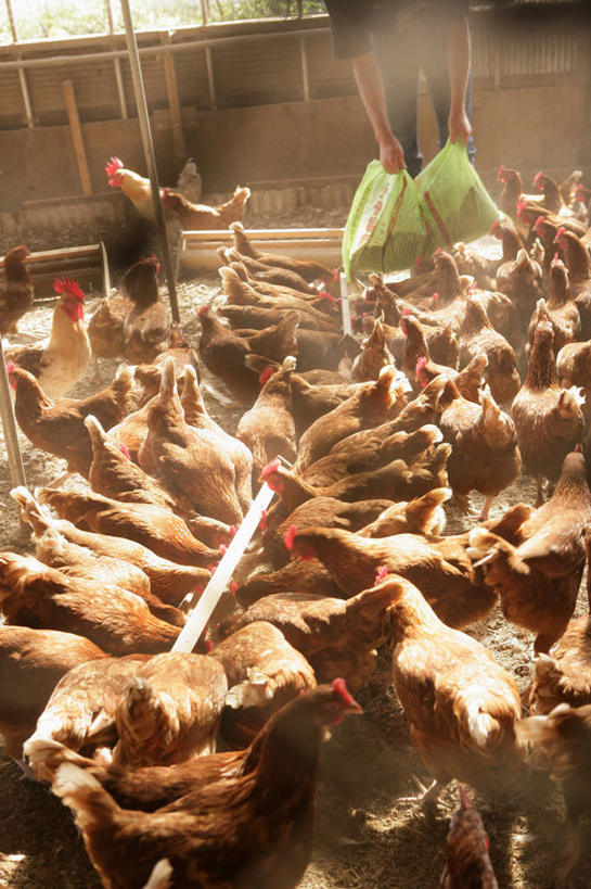 东方人,一个人,农民,农田,站,竖图,俯视,室内,白天,庄稼,农作物,鸡,袋子,亚洲,仅一个男性,仅一个人,许多,弯腰,握,阴影,服装,朦胧,模糊,光线,影子,拿,麻袋,拿着,休闲装,黄种人,家禽,仅一个年轻男性,衣服,动物,容器,站着,休闲,休闲服,握着,服饰,牲畜,储藏,储存,弯身,男人,男性,年轻男性,亚洲人,佃农,农场主,农夫,农工,乡下人,小农,庄稼人,站立,半身,彩图,高角度拍摄,耕地,庄稼田,贮存