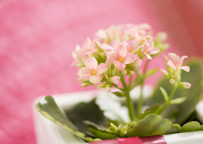 无人,横图,室内,特写,白天,正面,植物,叶子,阴影,朦胧,模糊,盛开,反射,盆栽,影子,绿叶,盆景,花蕾,花,花瓣,花朵,鲜花,绿色,白色,自然,花苞,花蕊,嫩叶,生长,成长,高凉菜,叶,叶片,彩图,多浆植物,多肉植物,肉质植物