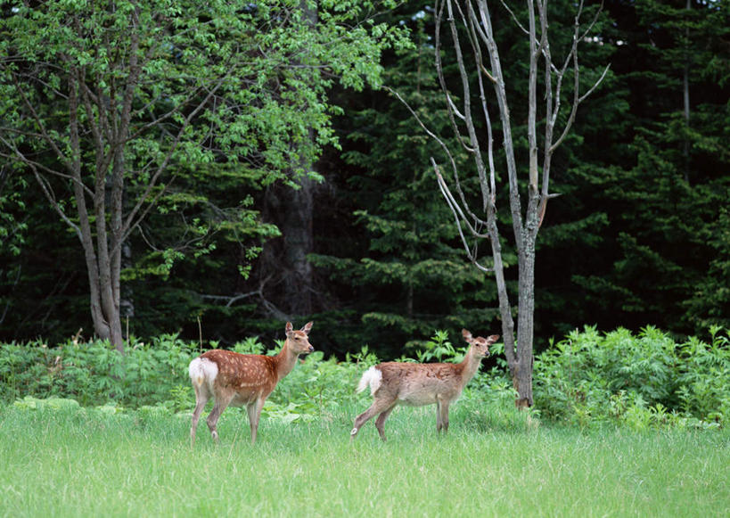 无人,站,横图,室外,白天,侧面,旅游,度假,草地,草坪,美景,森林,树林,植物,哺乳动物,鹿,野生动物,北海道,日本,亚洲,阴影,光线,影子,景观,扭头,注视,娱乐,草,树,树木,绿色,阳光,自然,动物,观察,看,站着,转头,两只,享受,休闲,景色,放松,可爱,活泼,生长,成长,观看,察看,关注,自然风光,东亚,日本国,北海道地方,北海道岛,知床半岛,站立,彩图,全身