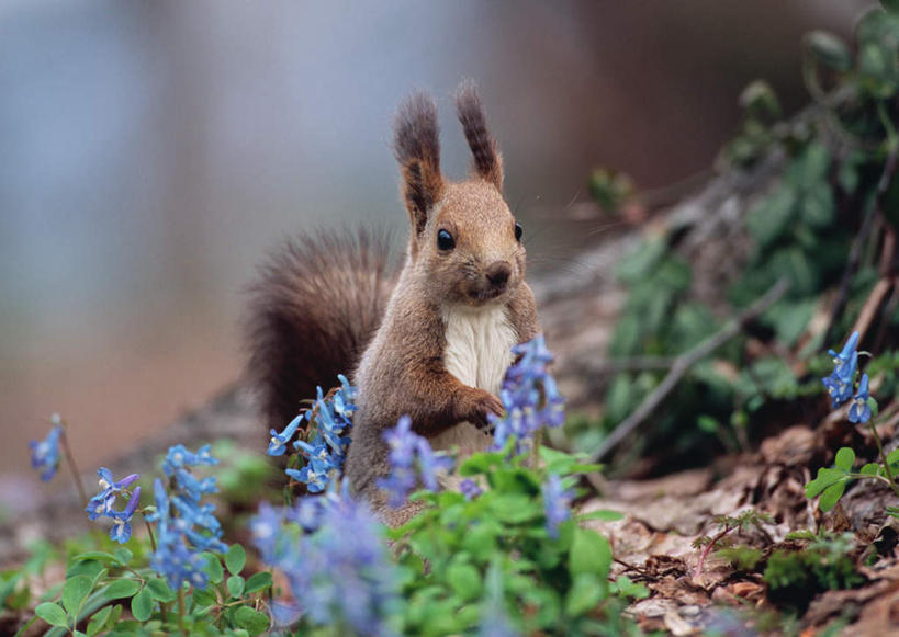 无人,蹲,横图,室外,白天,正面,旅游,度假,花海,花圃,美景,植物,野生动物,叶子,北海道,日本,亚洲,朦胧,模糊,盛开,景观,花蕾,注视,娱乐,花,花瓣,花朵,花卉,鲜花,一只,绿色,自然,动物,花丛,花束,花田,花苞,花蕊,松鼠,观察,看,享受,休闲,景色,放松,可爱,活泼,观看,察看,关注,自然风光,东亚,花栗鼠,萝小花,日本国,北海道地方,北海道岛,翠雀,大花飞燕草,飞燕草,蹲着,彩图,全身,空知综合振兴局,振兴局,浦臼町,道央