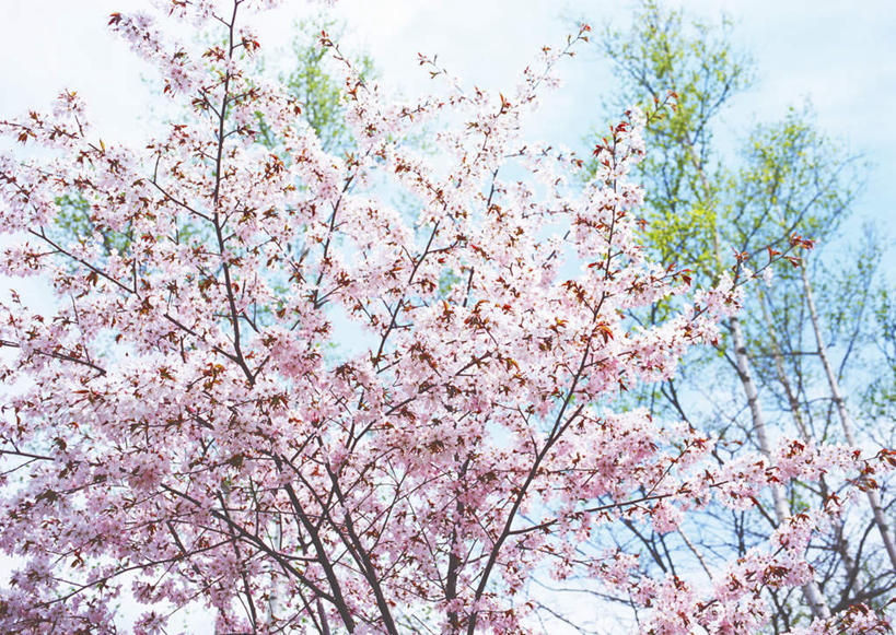 无人,横图,室外,白天,仰视,幸福,纯洁,美景,植物,樱花,叶子,北海道,日本,亚洲,阴影,朦胧,模糊,盛开,光线,影子,景观,绿叶,花蕾,花,花瓣,花朵,鲜花,树,树木,粉色,蓝色,绿色,蓝天,天空,阳光,自然,天,花苞,花蕊,嫩叶,景色,生长,晴朗,成长,等待,生命,自然风光,东亚,万里无云,日本国,北海道地方,北海道岛,仙樱花,福岛樱,青肤樱,高尚,热烈,虻田郡,叶,叶片,晴空,晴空万里,荆桃,彩图,低角度拍摄,胆振综合振兴局,后志综合振兴局,振兴局,二世古町,二世谷町,胆振支厅,道央