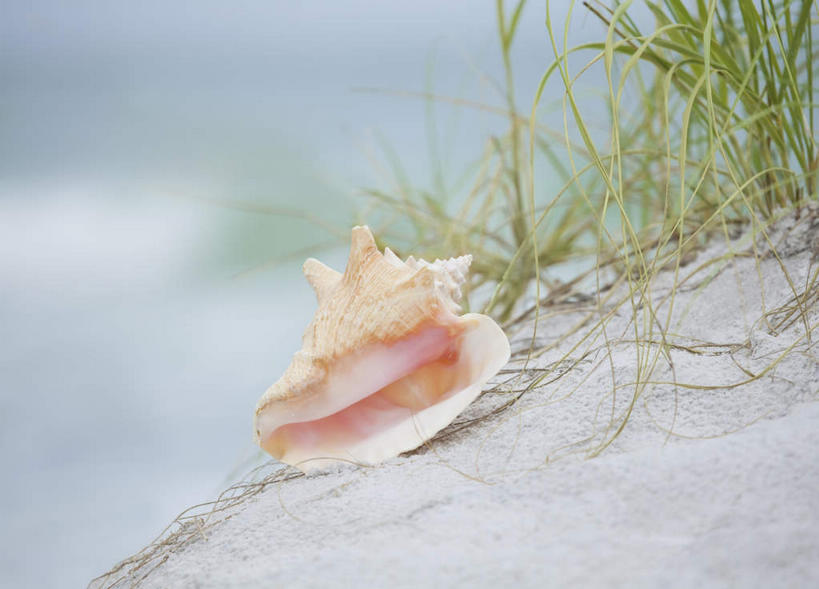 无人,横图,室外,特写,白天,正面,草地,海浪,海洋,美景,沙滩,植物,贝壳,朦胧,模糊,沙子,海岸,景观,浪花,沙地,草,一个,绿色,自然,海水,景色,单个,自然风光,海景,贝类外壳,海螺壳,软体动物外壳,大海,风浪,海,海水的波动,海滩,近岸浪,涌浪,彩图