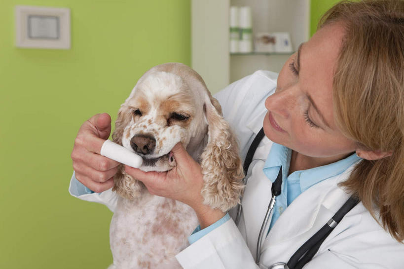 西方人,一个人,医生,医院,横图,室内,白天,正面,工作服,制服,宠物,狗,欧洲,欧洲人,仅一个女性,仅一个人,握,阴影,反射,牙刷,影子,墙,注视,骑士查理王猎犬,墙壁,墙面,一只,绿色,动物,听诊器,日用品,观察,看,清洁,仅一个中年女性,医护人员,医疗人员,可爱,握着,洗漱用品,观看,察看,医疗设备,卫生,白大褂,关注,医疗器械,医疗工具,医疗机构,工作制服,查理士王小猎犬,查理王小猎犬,检测工具,骑士查理王犬,女人,女性,中年女性,白种人,大夫,犬,清洗,半身,彩图,工作套服,病院,诊所