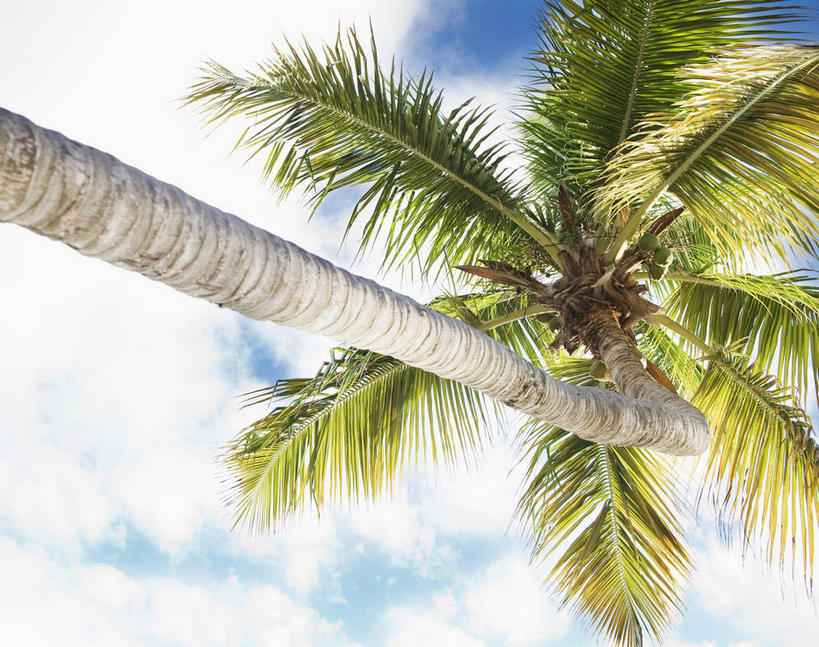 无人,横图,室外,特写,白天,仰视,旅游,度假,美景,植物,棕榈树,叶子,加勒比海,一棵,阴影,光线,影子,景观,云,云朵,绿叶,云彩,娱乐,树,树木,蓝色,绿色,白云,蓝天,天空,阳光,自然,天,享受,休闲,嫩叶,景色,南美,放松,生长,晴朗,成长,南美洲,拉丁美洲,自然风光,美洲,棕榈叶,英属维尔京群岛,英属维京群岛,维京群岛,亚美利加洲,南亚美利加洲,处女群岛,维尔京群岛,英属处女群岛,叶,叶片,晴空,彩图,低角度拍摄