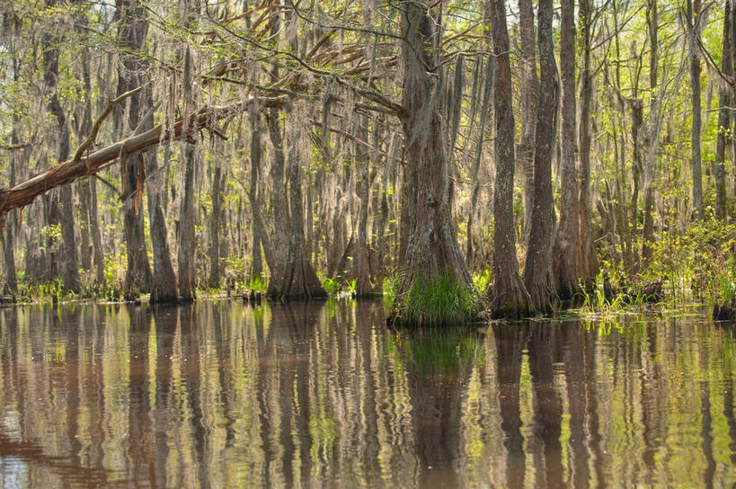 无人,横图,室外,白天,正面,旅游,度假,湖,湖泊,美景,水,植物,巴西,波纹,湖面,景观,水流,水面,娱乐,树,树木,绿色,倒影,水纹,自然,波浪,湖水,享受,休闲,景色,南美,放松,湿地,生长,成长,沼泽,南美洲,倒映,拉丁美洲,自然风光,美洲,巴西联邦共和国,亚美利加洲,南亚美利加洲,池沼,潘塔纳尔湿地,马托格罗索州,反照,彩图