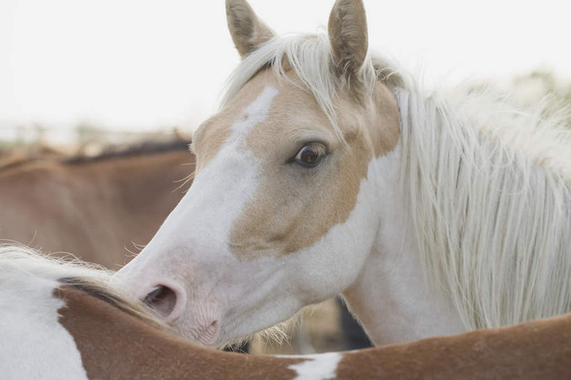 头,无人,站,横图,室外,特写,白天,侧面,旅游,度假,美景,马,野生动物,美国,一群,许多,朦胧,模糊,景观,很多,注视,娱乐,自然,动物,观察,看,站着,享受,休闲,景色,放松,运输,牲畜,观看,察看,北美,北美洲,关注,自然风光,美洲,弗吉尼亚,弗吉尼亚州,北亚美利加洲,亚美利加洲,维吉尼亚,老自治领州,头部,站立,半身,彩图