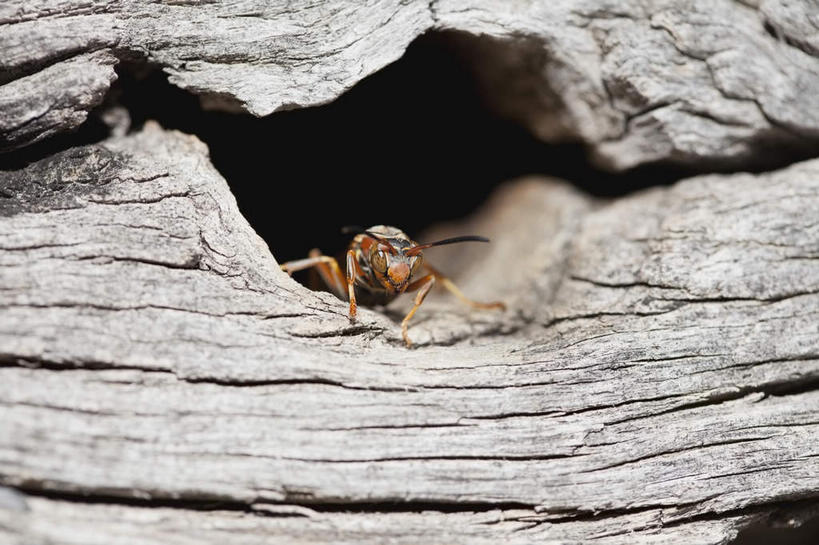 无人,家,木屋,横图,室外,特写,白天,正面,朦胧,模糊,木制,昆虫,木材,墙,停留,墙壁,墙面,住宅,木柴,一只,动物,木制品,木料,停止,黄蜂,益虫,胡蜂,马蜂,蚂蜂,逗留,停顿,彩图,全身,茅舍,茅屋,棚屋,小木屋,小屋