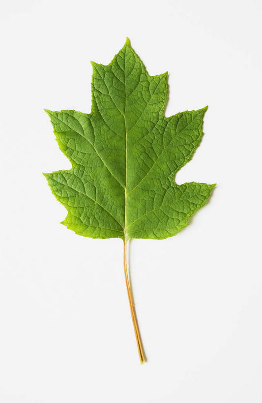 无人,竖图,室内,特写,白天,白色背景,正面,植物,叶子,一片,阴影,反射,纹理,影子,绿叶,绿色,嫩叶,摄影,影棚,橡树,肌理,沼生橡树,叶,叶片,叶脉,彩图,影棚拍摄,拍摄