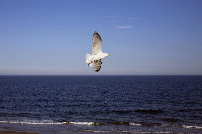 无人,横图,室外,白天,正面,旅游,度假,海浪,海洋,美景,海鸟,海鸥,鸟,纽约,美国,飞翔,伸展,张开,展翅,阴影,飞行,光线,翅膀,鸟类,影子,景观,浪花,水平线,云,云朵,辽阔,海平线,翱翔,云彩,注视,娱乐,飞,一只,蓝色,白云,蓝天,天空,阳光,自然,海水,天,观察,看,享受,休闲,广阔,景色,放松,晴朗,观看,一望无际,察看,北美,北美洲,关注,自然风光,美洲,海景,张开翅膀,长岛,纽约州,帝国之州,帝国州,北亚美利加洲,亚美利加洲,无边无际,一马平川,展开翅膀,纽约长岛,大海,风浪,海,海水的波动,近岸浪,涌浪,晴空,彩图,全身,水天相接,水天一线