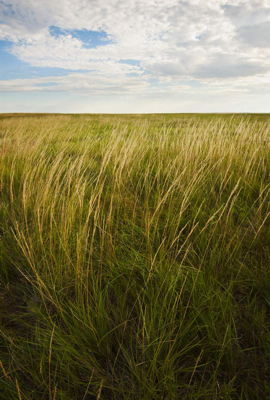 无人,竖图,室外,白天,正面,旅游,度假,草地,草原,美景,植物,美国,阴影,光线,影子,地平线,景观,旷野,云,云朵,辽阔,地面,云彩,娱乐,草,蓝色,绿色,白云,蓝天,天空,阳光,自然,天,享受,休闲,广阔,景色,放松,晴朗,一望无际,北美,北美洲,自然风光,原野,延伸,美洲,南达科他州,天地相交,北亚美利加洲,亚美利加洲,南达科他,草狼之州,晴朗之州,无边无际,一马平川,晴空,彩图