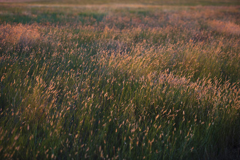 无人,横图,俯视,室外,白天,旅游,度假,草地,草原,美景,植物,美国,阴影,光线,影子,景观,旷野,娱乐,草,绿色,阳光,自然,享受,休闲,景色,放松,北美,北美洲,自然风光,原野,美洲,南达科他州,北亚美利加洲,亚美利加洲,南达科他,草狼之州,晴朗之州,彩图,高角度拍摄
