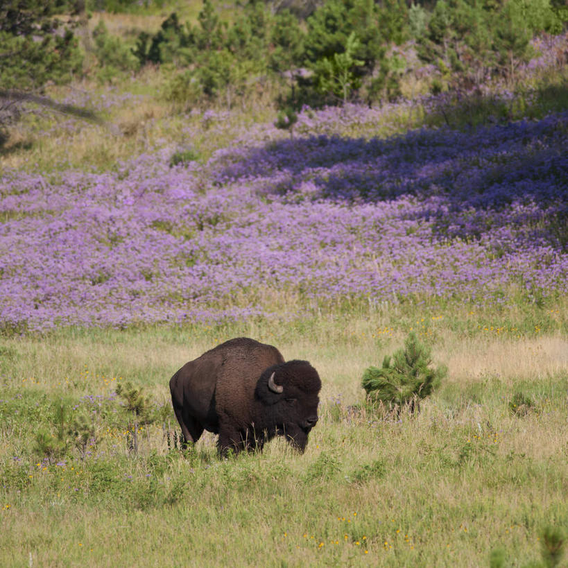 无人,公园,站,方图,室外,白天,正面,旅游,度假,草地,草坪,花海,花圃,美景,植物,牛,野生动物,叶子,美国,一头,盛开,景观,花蕾,注视,娱乐,草,花,花瓣,花朵,花卉,鲜花,树,树木,绿色,紫色,自然,动物,花丛,花束,花田,花苞,花蕊,观察,看,站着,享受,休闲,景色,放松,生长,成长,观看,察看,北美,北美洲,国家公园,关注,自然风光,美洲,美洲野牛,凶猛,南达科他州,北亚美利加洲,亚美利加洲,南达科他,草狼之州,晴朗之州,美洲草原野牛,美洲犎牛,美洲平原野牛,卡斯特州立公园,考斯德州立公园,残暴,凶残,野牛,站立,彩图,全身