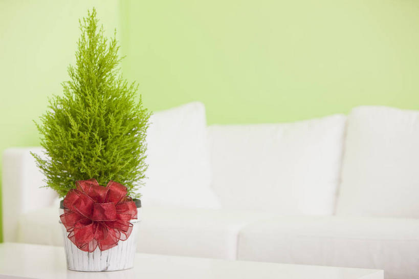 无人,横图,室内,特写,白天,正面,植物,沙发,盆栽,丝绸,丝带,墙,缎带,盆景,墙壁,墙面,绸带,一个,红色,绿色,白色,自然,摄影,影棚,生长,单个,成长,布艺沙发,彩图,影棚拍摄,拍摄