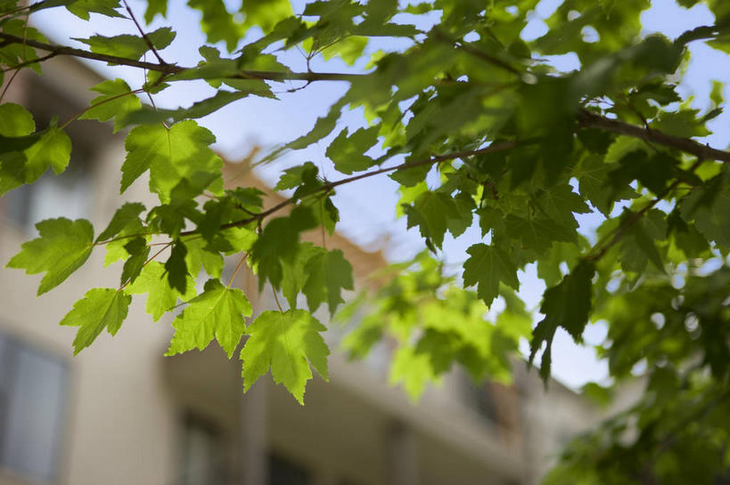 无人,家,横图,室外,特写,白天,仰视,植物,别墅,城市,叶子,美国,阴影,朦胧,模糊,光线,影子,房屋,屋子,公寓,绿叶,洋房,楼房,住宅,树,树木,蓝色,绿色,蓝天,天空,阳光,自然,天,嫩叶,生长,晴朗,成长,北美,北美洲,德克萨斯州,美洲,德克萨斯,达拉斯,万里无云,达拉斯市,得州,德州,得克萨斯州,孤星之州,北亚美利加洲,亚美利加洲,叶,叶片,晴空,晴空万里,彩图,低角度拍摄,房子,美利坚合众国