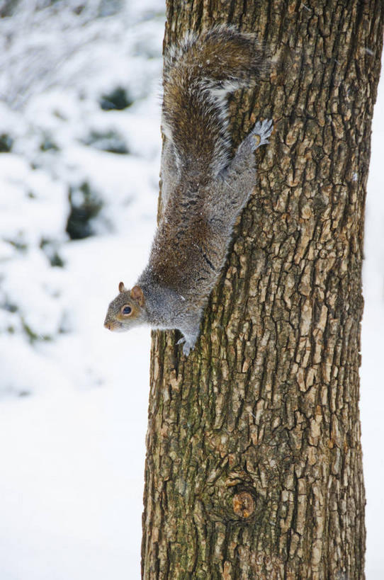 无人,攀登,竖图,室外,白天,侧面,美景,雪,植物,大雪,野生动物,纽约,美国,朦胧,模糊,积雪,景观,雪景,冬季,冬天,枝条,注视,树,树木,树枝,一只,绿色,自然,动物,观察,看,爬,景色,寒冷,可爱,活泼,生长,成长,观看,察看,北美,北美洲,关注,自然风光,美洲,纽约州,帝国之州,帝国州,北亚美利加洲,亚美利加洲,严寒,花松鼠,虬枝,枝杈,攀爬,彩图,全身