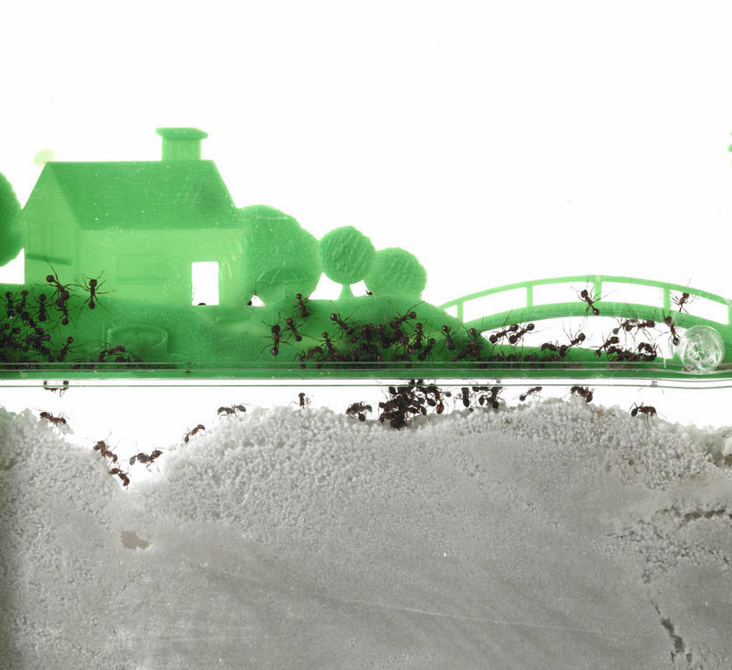 无人,家,横图,室内,特写,白天,白色背景,正面,建材,建筑,野生动物,许多,昆虫,蚂蚁,材料,沙子,房屋,屋子,沙,很多,注视,楼房,住宅,绿色,动物,观察,看,爬,可爱,摄影,建造,活泼,影棚,观看,砂,矿产,察看,关注,蚁,玄驹,益虫,彩图,全身,影棚拍摄,拍摄,房子