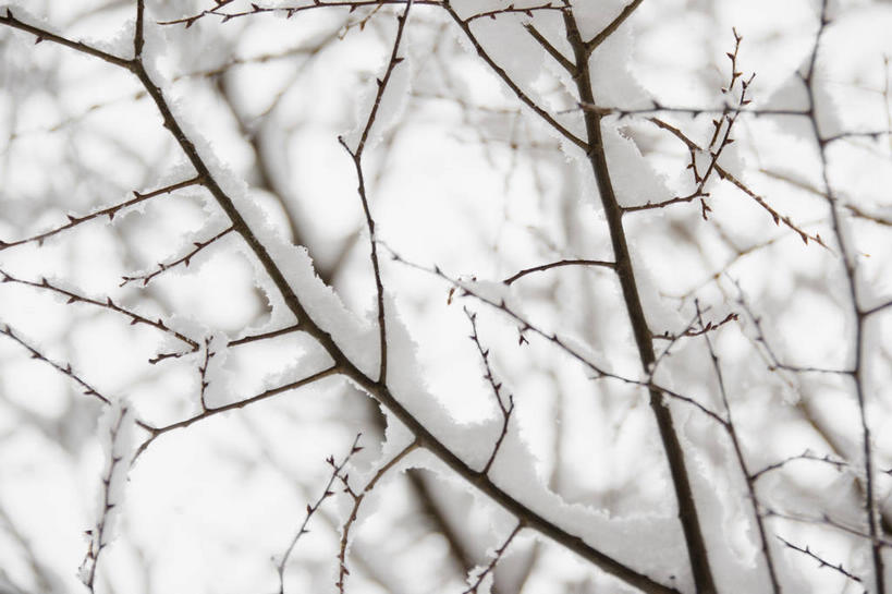 无人,横图,室外,特写,白天,正面,美景,雪,植物,大雪,城市,纽约,美国,朦胧,模糊,积雪,景观,雪景,冬季,冬天,曼哈顿,枝条,树,树木,树枝,自然,景色,寒冷,北美,北美洲,自然风光,美洲,纽约州,帝国之州,帝国州,北亚美利加洲,亚美利加洲,严寒,威廉斯堡,虬枝,枝杈,布鲁克林,布鲁克林区,彩图,曼哈顿岛