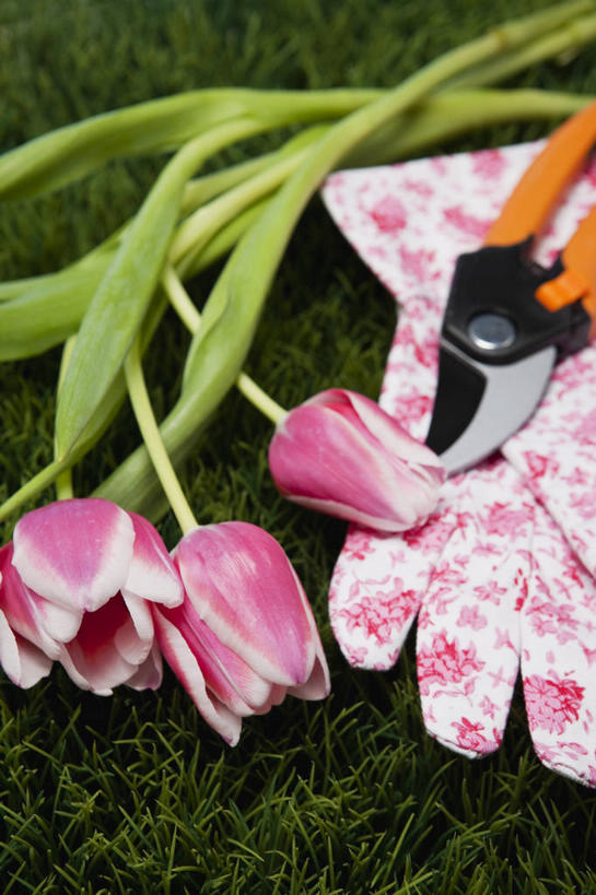 无人,竖图,俯视,室外,特写,白天,爱情,安全,草地,草坪,植物,郁金香,三朵,修剪,阴影,盛开,光线,工具,剪刀,影子,园艺工具,园艺,防护,祝福,花蕾,草,花,花瓣,花朵,鲜花,一个,粉色,绿色,阳光,手套,花苞,花蕊,单个,保护,裁剪,剪子,剪裁,切割,表白,保险,荣誉,永恒,保全,周全,安稳,安定,防护手套,篱笆剪,整篱剪,平安,郁香,洋荷花,草麝香,彩图,高角度拍摄,大平剪,绿篱剪