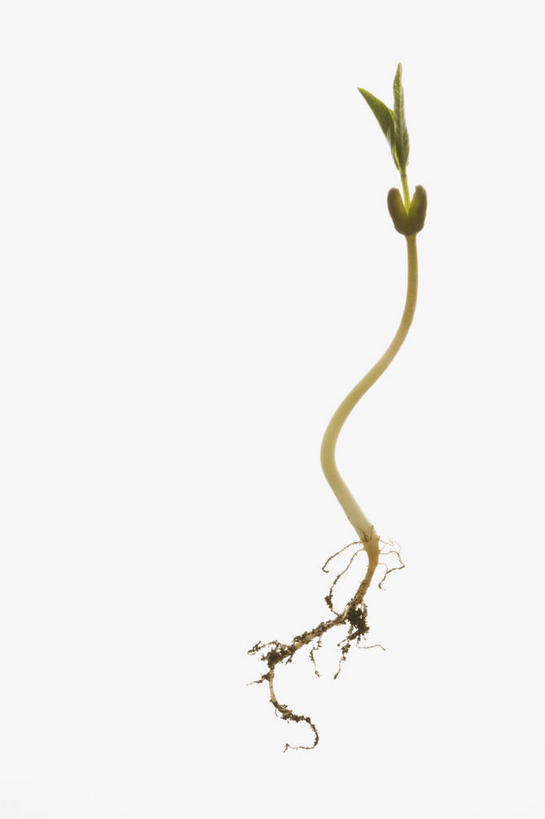 无人,竖图,室内,特写,白天,白色背景,正面,植物,一棵,阴影,反射,影子,绿色,自然,摄影,影棚,生长,成长,彩图,影棚拍摄,拍摄