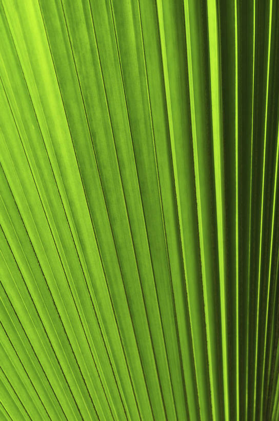 无人,竖图,室内,特写,白天,正面,植物,棕榈树,叶子,阴影,朦胧,模糊,新鲜,反射,纹路,纹理,影子,绿叶,树,树木,绿色,自然,嫩叶,生长,成长,青春,生命,和平,安详,棕榈叶,肌理,冷色,叶,叶片,棕树,棕榈,彩图