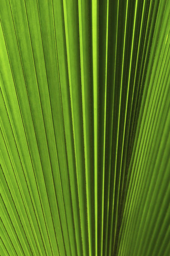 无人,竖图,室内,特写,白天,正面,植物,棕榈树,叶子,阴影,朦胧,模糊,新鲜,反射,纹路,纹理,影子,绿叶,树,树木,绿色,自然,嫩叶,生长,成长,青春,生命,和平,安详,棕榈叶,肌理,冷色,叶,叶片,棕树,棕榈,彩图