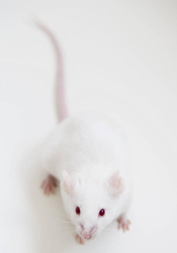 无人,竖图,俯视,室内,特写,白天,白色背景,野生动物,老鼠,阴影,反射,细菌,影子,注视,一只,白色,动物,观察,看,趴着,白老鼠,摄影,影棚,观看,察看,关注,病菌,传染,四害,鼷鼠,小家鼠,耗子,趴,彩图,高角度拍摄,全身,影棚拍摄,拍摄