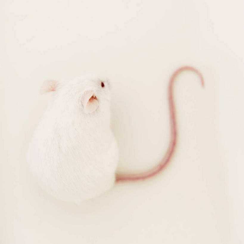 无人,方图,俯视,室内,特写,白天,白色背景,野生动物,老鼠,阴影,反射,细菌,影子,注视,一只,白色,动物,观察,看,趴着,白老鼠,摄影,影棚,观看,察看,关注,病菌,传染,四害,鼷鼠,小家鼠,耗子,趴,彩图,高角度拍摄,全身,影棚拍摄,拍摄