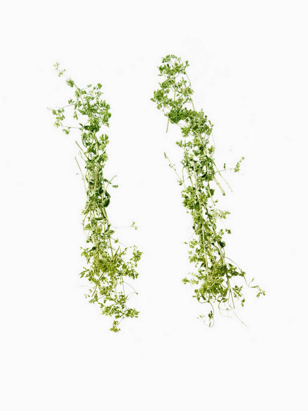 无人,竖图,俯视,室内,特写,白天,白色背景,一堆,许多,阴影,堆叠,堆积,反射,影子,调味,香料,佐料,香茅,柠檬草,绿色,摄影,影棚,堆,作料,彩图,高角度拍摄,影棚拍摄,拍摄