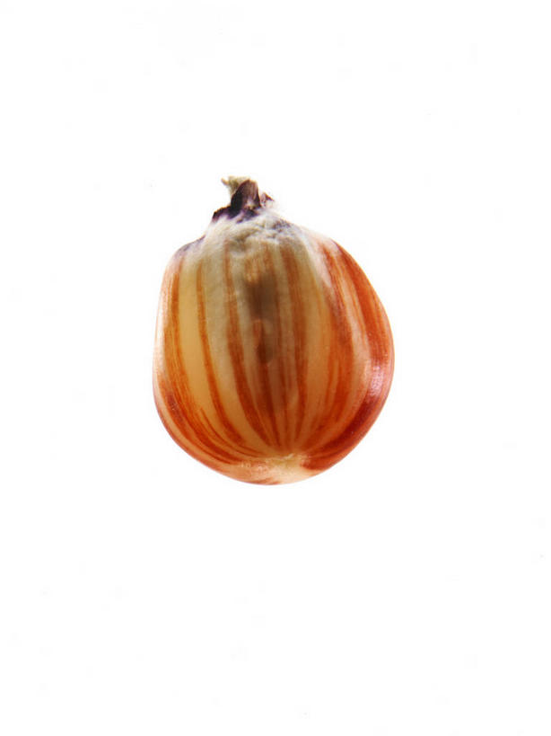 无人,竖图,俯视,室内,特写,白天,白色背景,阴影,反射,影子,谷类,谷物,种子,米,大米,一个,红色,摄影,影棚,单个,彩图,高角度拍摄,影棚拍摄,拍摄,红米