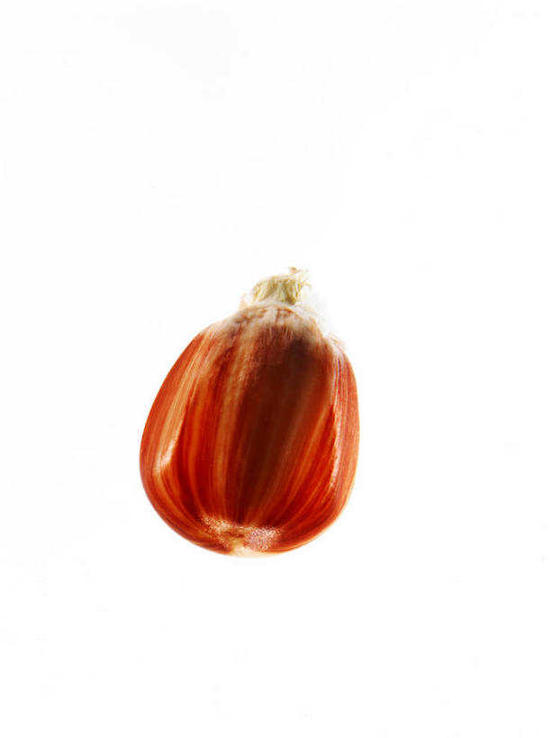 无人,竖图,俯视,室内,特写,白天,白色背景,阴影,反射,影子,谷类,谷物,种子,米,大米,一个,红色,摄影,影棚,单个,彩图,高角度拍摄,影棚拍摄,拍摄,红米