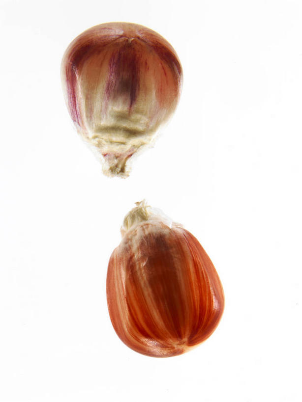 无人,竖图,俯视,室内,特写,白天,白色背景,阴影,反射,影子,谷类,谷物,种子,米,大米,两个,红色,摄影,影棚,彩图,高角度拍摄,影棚拍摄,拍摄,红米