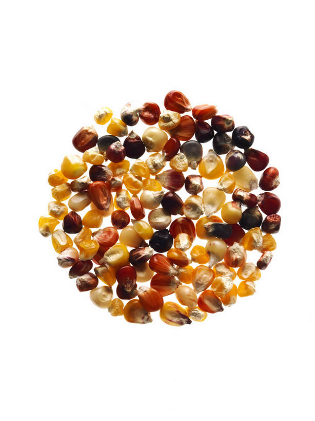 无人,竖图,俯视,室内,特写,白天,白色背景,爱情,幸福,玉米,太阳,向日葵,蔬菜,阴影,新鲜,反射,圆形,棒子,图形,影子,圆,玉蜀黍,谷类,谷物,食品,种子,米,几何,大米,食物,摄影,有机食品,绿色食品,影棚,苞米,数学,苞芦,光辉,沉默,忠诚,苞谷,勇敢,包谷,大蜀黍,番麦,薏米包,玉高粱,玉麦,珍珠米,投缘,爱慕,高傲,朝阳花,葵花,望日莲,向阳花,转日莲,彩图,高角度拍摄,影棚拍摄,拍摄,几何图形,平面图形,红米