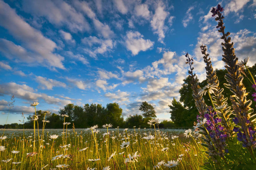 无人,横图,室外,白天,仰视,旅游,度假,草地,草坪,花海,花圃,美景,植物,叶子,美国,阴影,盛开,光线,影子,景观,云,云朵,花蕾,云彩,娱乐,草,花,花瓣,花朵,花卉,鲜花,树,树木,蓝色,绿色,白云,蓝天,天空,阳光,自然,花丛,花束,花田,天,花苞,花蕊,享受,休闲,景色,放松,生长,晴朗,成长,北美,北美洲,自然风光,美洲,俄勒冈州,俄勒冈,北亚美利加洲,亚美利加洲,落日之州,水獭之州,海狸州,晴空,彩图,低角度拍摄,马里昂县
