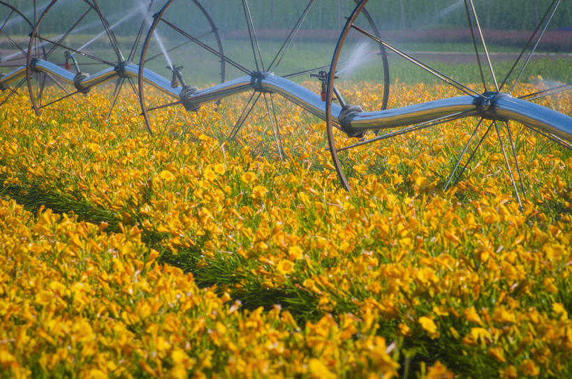 无人,农田,横图,室外,白天,正面,旅游,度假,庄稼,农作物,花海,花圃,美景,水,植物,叶子,美国,阴影,飞溅,盛开,溅,光线,液体,影子,景观,水滴,花蕾,娱乐,水珠,花,花瓣,花朵,花卉,鲜花,绿色,阳光,自然,花丛,花束,花田,花苞,花蕊,油菜花,享受,休闲,景色,放松,北美,北美洲,喷洒,自然风光,美洲,洒水车,俄勒冈州,俄勒冈,北亚美利加洲,亚美利加洲,落日之州,水獭之州,海狸州,多功能绿化洒水车,多功能喷洒车,绿化喷洒车,绿化洒水车,水罐车,园林绿化喷洒车,园林喷药车,彩图,耕地,庄稼田,油菜花田,马里昂县,芸苔,芸薹