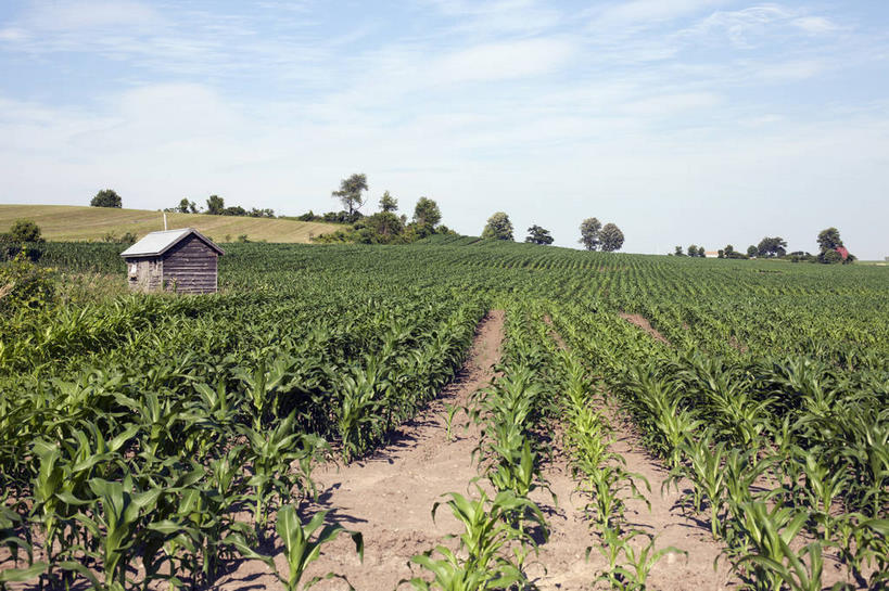无人,家,木屋,农田,横图,室外,白天,正面,旅游,度假,庄稼,农作物,玉米,草地,草坪,美景,植物,蔬菜,纽约,美国,一排,阴影,新鲜,整齐,并列,并排,光线,棒子,影子,景观,云,云朵,玉蜀黍,食品,云彩,娱乐,住宅,草,树,树木,食物,排列,蓝色,绿色,白云,蓝天,天空,阳光,自然,天,享受,休闲,景色,放松,有机食品,绿色食品,生长,晴朗,成长,苞米,北美,北美洲,队列,自然风光,美洲,苞芦,平行,苞谷,纽约州,帝国之州,帝国州,北亚美利加洲,亚美利加洲,包谷,大蜀黍,番麦,薏米包,玉高粱,玉麦,珍珠米,晴空,玉米田,彩图,耕地,庄稼田,茅舍,茅屋,棚屋,小木屋,小屋,甜玉米,美利坚合众国
