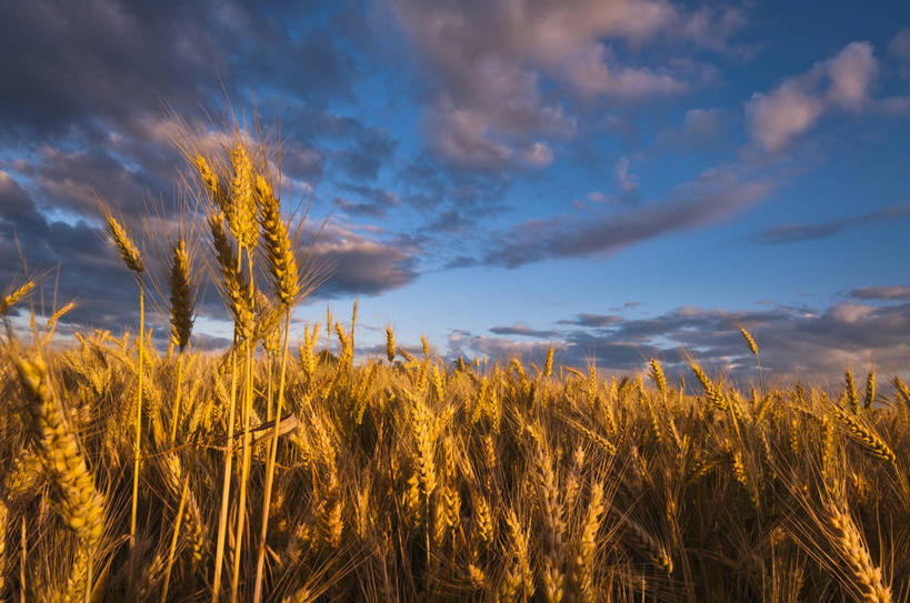 无人,农田,横图,室外,白天,正面,旅游,度假,庄稼,农作物,小麦,美景,美国,阴影,光线,影子,景观,云,云朵,落日,谷物,麦田,云彩,娱乐,蓝色,白云,蓝天,天空,阳光,自然,天,享受,休闲,景色,放松,麦子,晴朗,北美,北美洲,自然风光,美洲,俄勒冈州,俄勒冈,北亚美利加洲,亚美利加洲,落日之州,水獭之州,海狸州,夕照,晴空,夕阳,彩图,耕地,庄稼田,马里昂县,美利坚合众国,斜阳