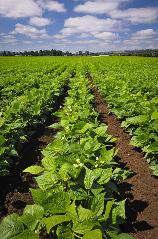 无人,竖图,室外,白天,正面,旅游,度假,美景,植物,豆,蔬菜,美国,一排,阴影,新鲜,整齐,并列,并排,光线,影子,景观,泥土,土壤,云,云朵,豆类,豆子,食品,云彩,娱乐,树,树木,食物,排列,蓝色,绿色,白云,蓝天,天空,阳光,自然,天,享受,休闲,景色,放松,有机食品,绿色食品,生长,晴朗,成长,北美,北美洲,队列,自然风光,美洲,平行,豆科,俄勒冈州,俄勒冈,北亚美利加洲,亚美利加洲,落日之州,水獭之州,海狸州,青大豆,晴空,青豆,彩图,马里昂县,美利坚合众国