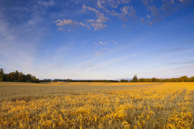 无人,农田,横图,室外,白天,正面,旅游,度假,庄稼,农作物,小麦,美景,植物,美国,阴影,光线,影子,景观,云,云朵,谷物,麦田,云彩,娱乐,树,树木,蓝色,绿色,白云,蓝天,天空,阳光,自然,天,享受,休闲,景色,放松,麦子,生长,晴朗,成长,北美,北美洲,自然风光,美洲,俄勒冈州,俄勒冈,北亚美利加洲,亚美利加洲,落日之州,水獭之州,海狸州,晴空,彩图,耕地,庄稼田,马里昂县,美利坚合众国