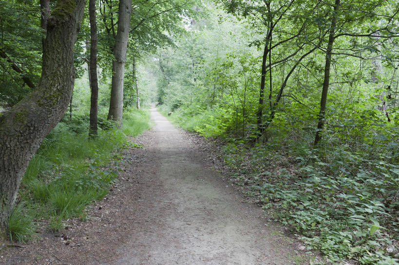 无人,横图,室外,白天,正面,消失点,旅游,度假,草地,草坪,美景,森林,树林,植物,道路,路,欧洲,荷兰,一排,整齐,并列,并排,景观,小路,交通,娱乐,草,树,树木,排列,绿色,自然,享受,休闲,景色,放松,乡间小路,生长,成长,西欧,队列,自然风光,平行,荷兰王国,尼德兰王国,北布拉班特,北布拉班特省,彩图,没影点,灭点,奥斯特韦克