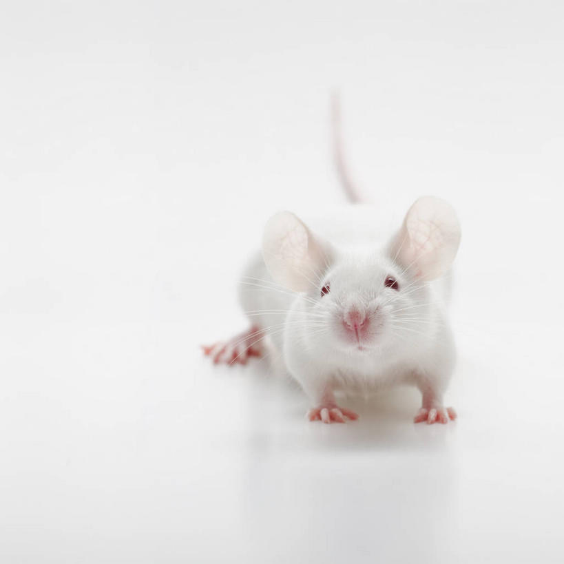 无人,方图,室内,特写,白天,白色背景,正面,桌面,桌子,野生动物,老鼠,阴影,反射,细菌,影子,注视,一只,动物,观察,看,趴着,白老鼠,摄影,影棚,观看,察看,关注,病菌,传染,四害,鼷鼠,小家鼠,耗子,趴,彩图,全身,影棚拍摄,拍摄
