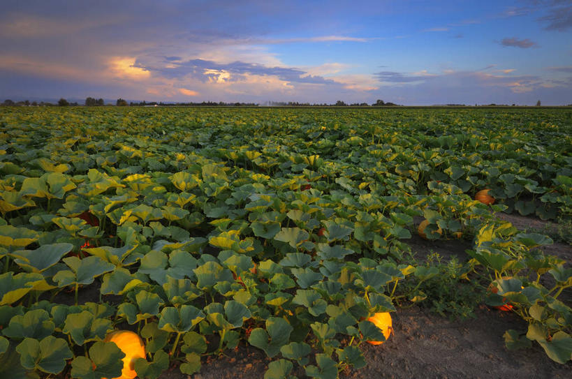无人,农田,横图,室外,白天,正面,旅游,度假,庄稼,农作物,美景,日落,南瓜,蔬菜,美国,丰富,丰收,新鲜,地平线,景观,晚霞,霞光,云,云朵,落日,辽阔,金瓜,食品,地面,丰盛,云彩,娱乐,番瓜,食物,白云,自然,黄昏,享受,休闲,广阔,景色,彩霞,放松,有机食品,绿色食品,一望无际,麦瓜,倭瓜,北美,北美洲,自然风光,延伸,美洲,俄亥俄州,天地相交,北亚美利加洲,亚美利加洲,俄亥俄,七叶树州,七叶果之州,丰登,丰硕,无边无际,一马平川,夕照,薄暮,夕阳,彩图,耕地,庄稼田,傍晚,县治,马里恩,马里恩县,斜阳