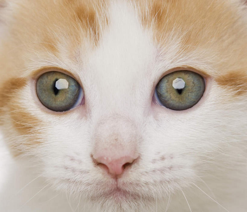 头,无人,坐,横图,室内,特写,白天,正面,宠物,猫,注视,一只,黄色,白色,动物,观察,看,可爱,观看,察看,关注,斑纹,猫咪,头部,坐着,半身,彩图