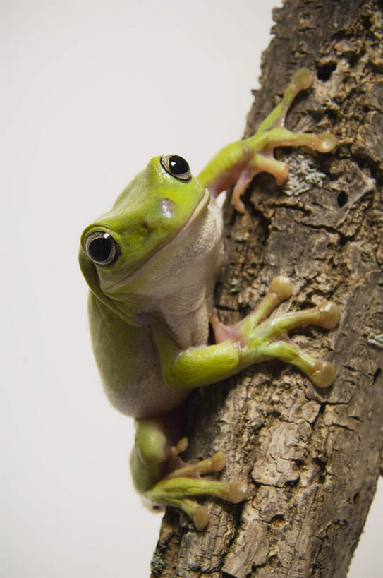 无人,竖图,俯视,室内,特写,白天,白色背景,植物,青蛙,野生动物,树蛙,枝条,注视,树,树木,树枝,一只,绿色,动物,观察,看,趴着,可爱,摄影,活泼,影棚,观看,察看,关注,美国树蛙,虬枝,枝杈,趴,彩图,高角度拍摄,全身,影棚拍摄,拍摄