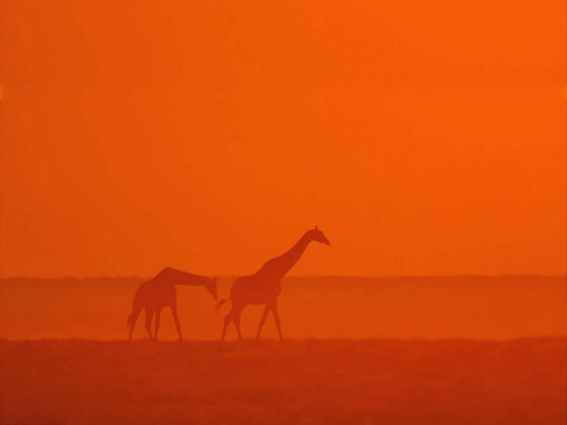 无人,公园,走,横图,室外,白天,侧面,旅游,度假,美景,日落,哺乳动物,长颈鹿,野生动物,非洲,纳米比亚,阴影,光线,影子,地平线,景观,晚霞,霞光,落日,辽阔,地面,背光,注视,娱乐,阳光,自然,黄昏,动物,观察,看,两只,享受,休闲,广阔,景色,彩霞,放松,活泼,观看,一望无际,察看,国家公园,关注,自然风光,延伸,逆光,天地相交,纳米比亚共和国,无边无际,一马平川,夕照,纳米布.诺克卢福国家公园,夕阳,步行,散步,走路,彩图,全身,斜阳