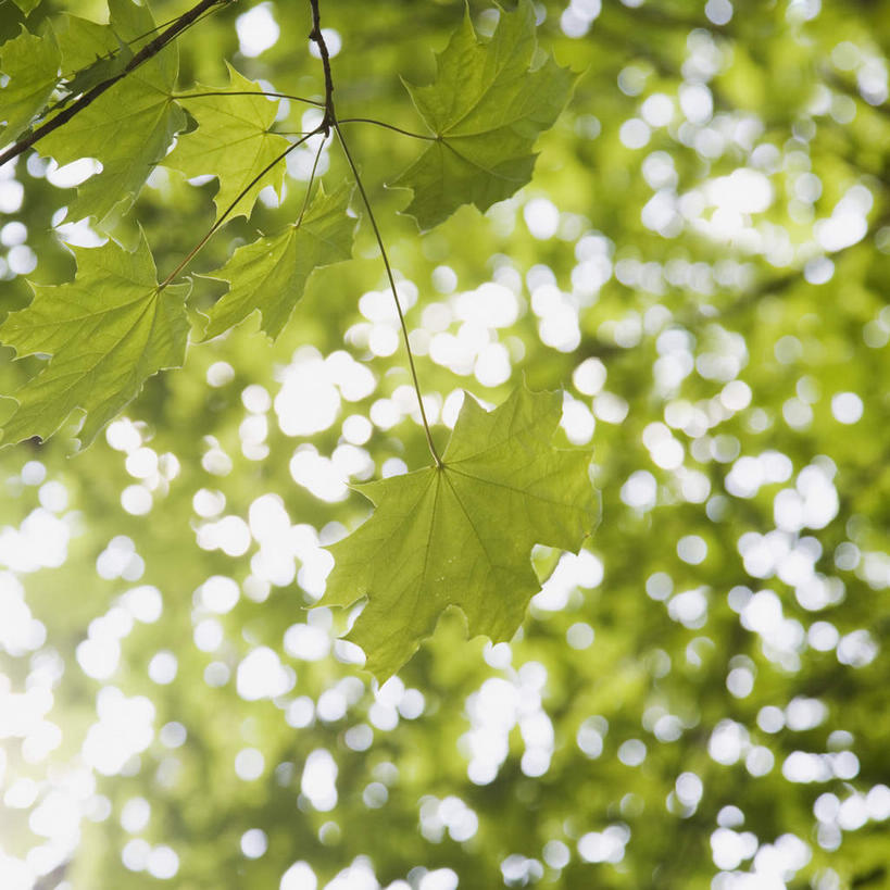 无人,方图,室外,特写,白天,仰视,美景,植物,叶子,美国,阴影,朦胧,梦幻,模糊,发光,光束,光线,影子,景观,绿叶,枝条,光亮,树,树木,树枝,绿色,阳光,自然,嫩叶,景色,生长,成长,北美,北美洲,未来,发亮,自然风光,美洲,憧憬,缅因州,北亚美利加洲,亚美利加洲,缅因,松林之州,虬枝,枝杈,叶,叶片,彩图,低角度拍摄